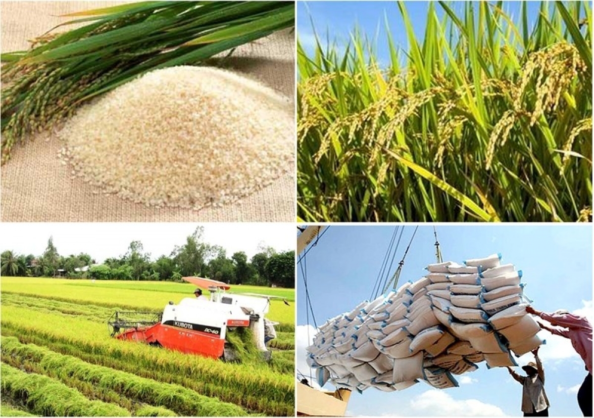 Gạo Việt - Phá kén "hàng rẻ, phẩm cấp thấp"